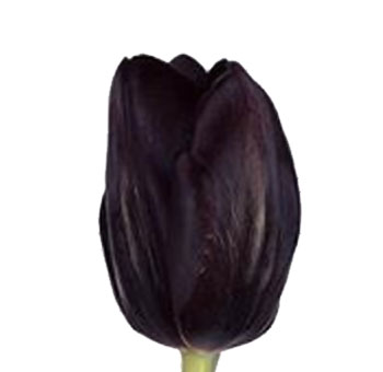Black Jack tulip with deep velvety petals, crafted for bold weddings, modern events, and luxury floral gifts.