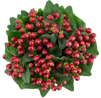 Top view of a bunch of dark red Hypericum berries with lush green leaves, commonly used in floral arrangements for a vibrant, textured look.