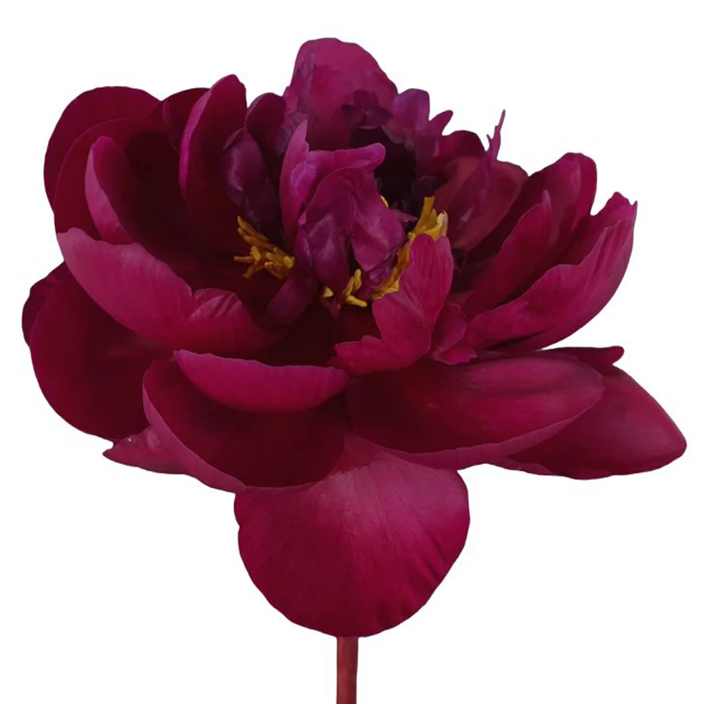 Fresh dark red peonies with lush, velvety petals arranged in a full, elegant bouquet ideal for weddings, events, and décor.