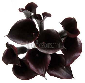 A striking bouquet of black Calla Lilies in rich eggplant tones, showcasing their smooth, curved petals for a dramatic and bold floral arrangement.