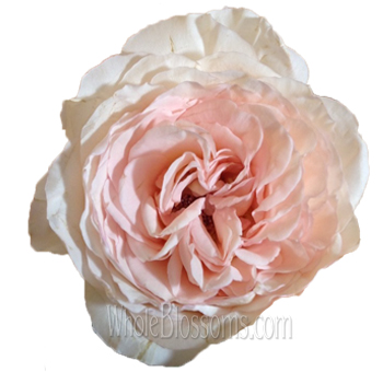 Close-up of a fully bloomed Pink Charming Pink Garden Rose with delicate, layered petals.