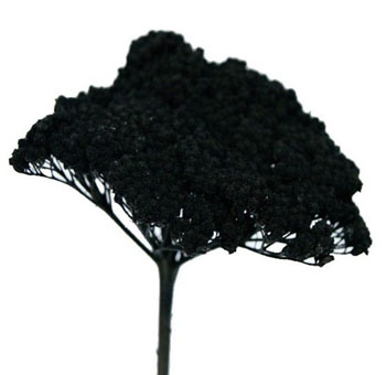 Black Flowers