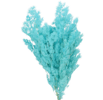 Dried Flowers