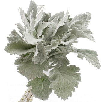 Fresh Dusty Miller leaves in bulk, perfect for wedding bouquets, floral arrangements, centerpieces, and décor.