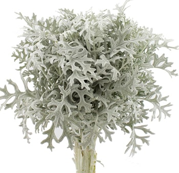 Fresh Dusty Miller Lacey leaves in bulk, perfect for wedding bouquets, centerpieces, and floral event décor.