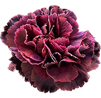 Dyed burgundy retro violet carnations for weddings, bold and timeless floral decor.