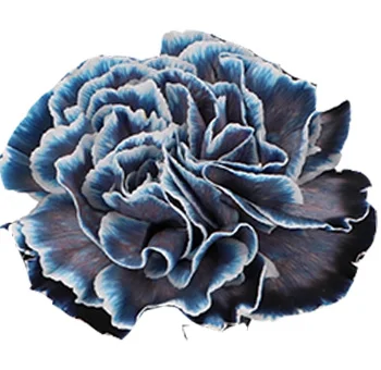 Dyed carnations navy blue, elegant and versatile blooms for sophisticated wedding décor.