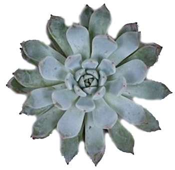 Green echeveria baena succulent with elegant rosettes, ideal for weddings, gifts, and natural décor.