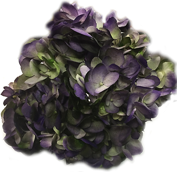 Deep purple eggplant-colored hydrangea bloom with rich green accents and layered petals for moody weddings, fall centerpieces, or gothic floral designs.