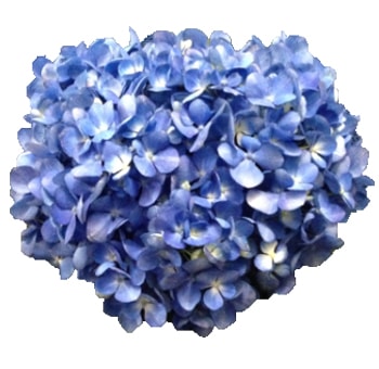 Shocking Blue Hydrangea Elite flower with bold color for standout event décor and bouquets.