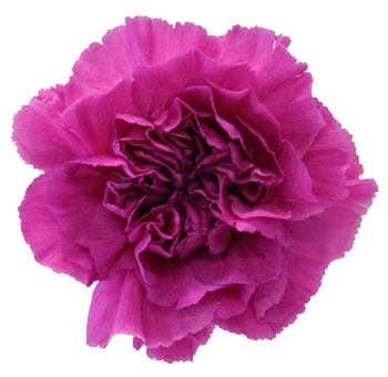 Lavender Carnation Overnight Delivery