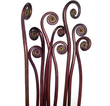 Curled fiddlehead fern adds rustic texture and whimsy, ideal for woodland weddings and organic event floral décor.