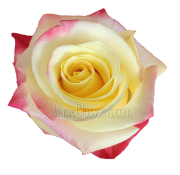 Close-up of a Florida Bicolor Rose with radiant yellow petals and striking red edges, ideal for creating eye-catching and vibrant arrangements.