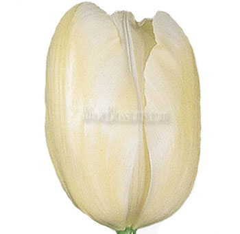 Maureen French White Tulips with creamy white petals and tall stems, perfect for weddings, bridal bouquets, and elegant floral arrangements.