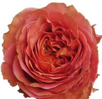 Close-up of Coral Xpression Garden Rose showcasing its intricate, layered petals in deep coral tones, ideal for sophisticated floral designs.
