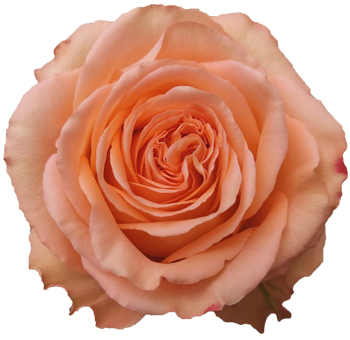 A close-up of a Country Home Peach Coral Garden Rose showcasing its warm peach and coral tones with soft, layered petals, ideal for rustic weddings and floral arrangements.