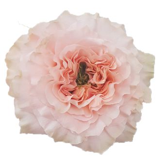 Close-up of Princess Crown Light Pink Blush Garden Rose showing ruffled, blush-toned petals and full cabbage-style bloom.