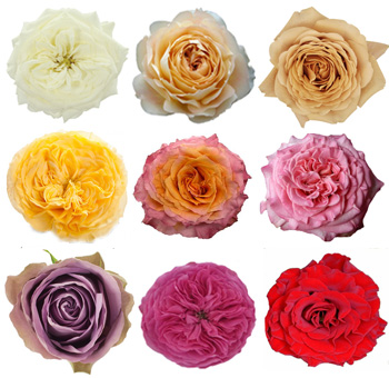 Garden Roses 36 Pack By Variety - Luxury Collection with ivory, peach, lavender, and red roses. Perfect for upscale events and timeless floral designs.