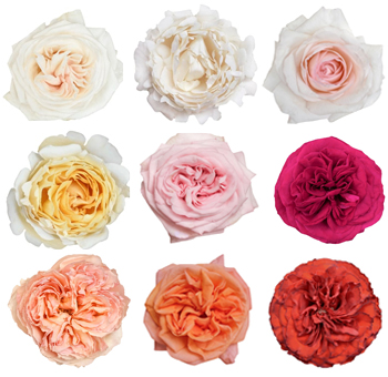 Garden Roses 72 Pack By Variety with whites, pinks, oranges, and reds. Perfect for weddings, anniversaries, and luxurious floral arrangements.
