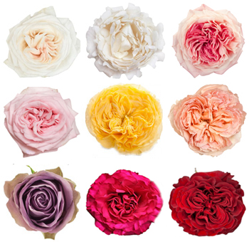 Garden Roses 60 Pack By Color with white, pink, yellow, and red blooms. Ideal for weddings, events, and luxurious floral arrangements.