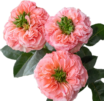 Coral Orange Garden Rose with vibrant, ruffled petals. Perfect for weddings, anniversaries, and elegant floral arrangements with a touch of sophistication.