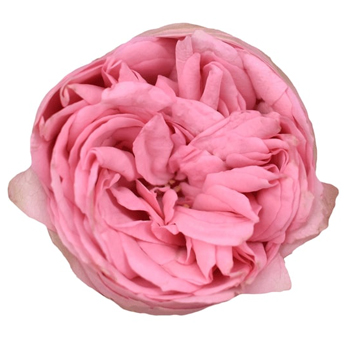 Close-up of a Bridal Piano Pink Spray Garden Rose showcasing its vibrant pink layered petals with a delicate rosette form, perfect for romantic floral designs.