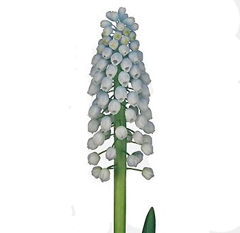 Grape Hyacinth Muscari Light Blue with pastel clusters of bell-shaped blooms. Perfect for spring weddings, garden themes, and tranquil floral arrangements.