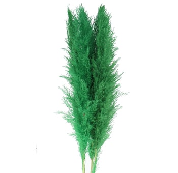 Green Pampas Grass