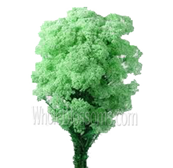 Tinted green rice flowers with soft texture, great for eco-style weddings, gift florals, and bulk flower arrangements.