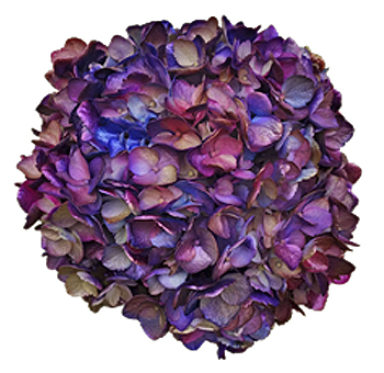Close-up of Lavender Hydrangea Silver Hot Pink Chameleon bloom with shimmering silver, lavender, and pink hues.