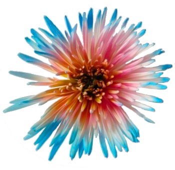 Spider Mums Hot Pink Center Sky Blue Tips