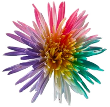 Spider Mums Rainbow Colors