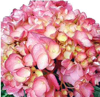A Silver Pink Airbrushed Hydrangea featuring soft pink petals with a shimmering silver overlay.