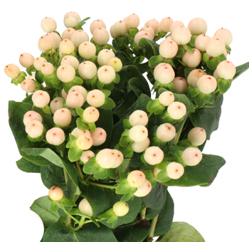 A bouquet of Hypericum stems with numerous creamy pink berries against vibrant green foliage, creating a fresh and elegant floral display.