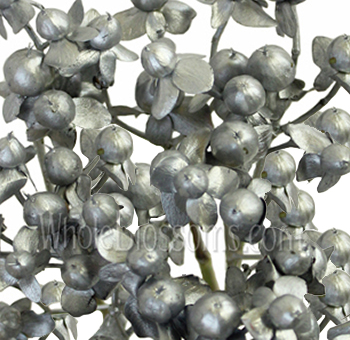 Tinted silver hypericum berries with a frosted look, ideal for winter weddings, holiday events, and upscale floral designs.