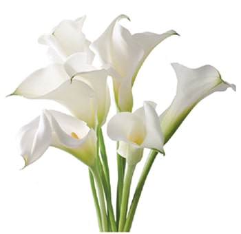 Cream Mini Callas Long