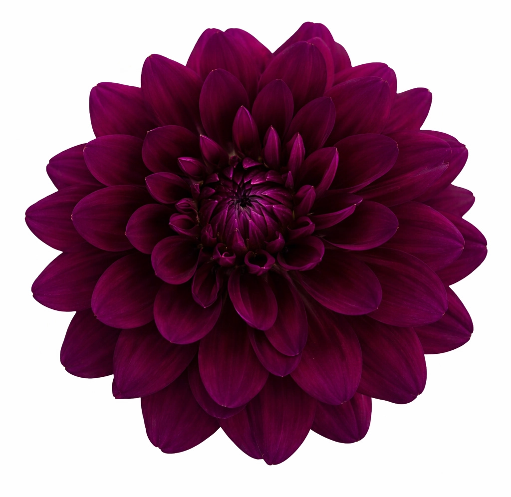 Karma Naomi dark purple dahlia with burgundy tones for wedding and event floral designs.