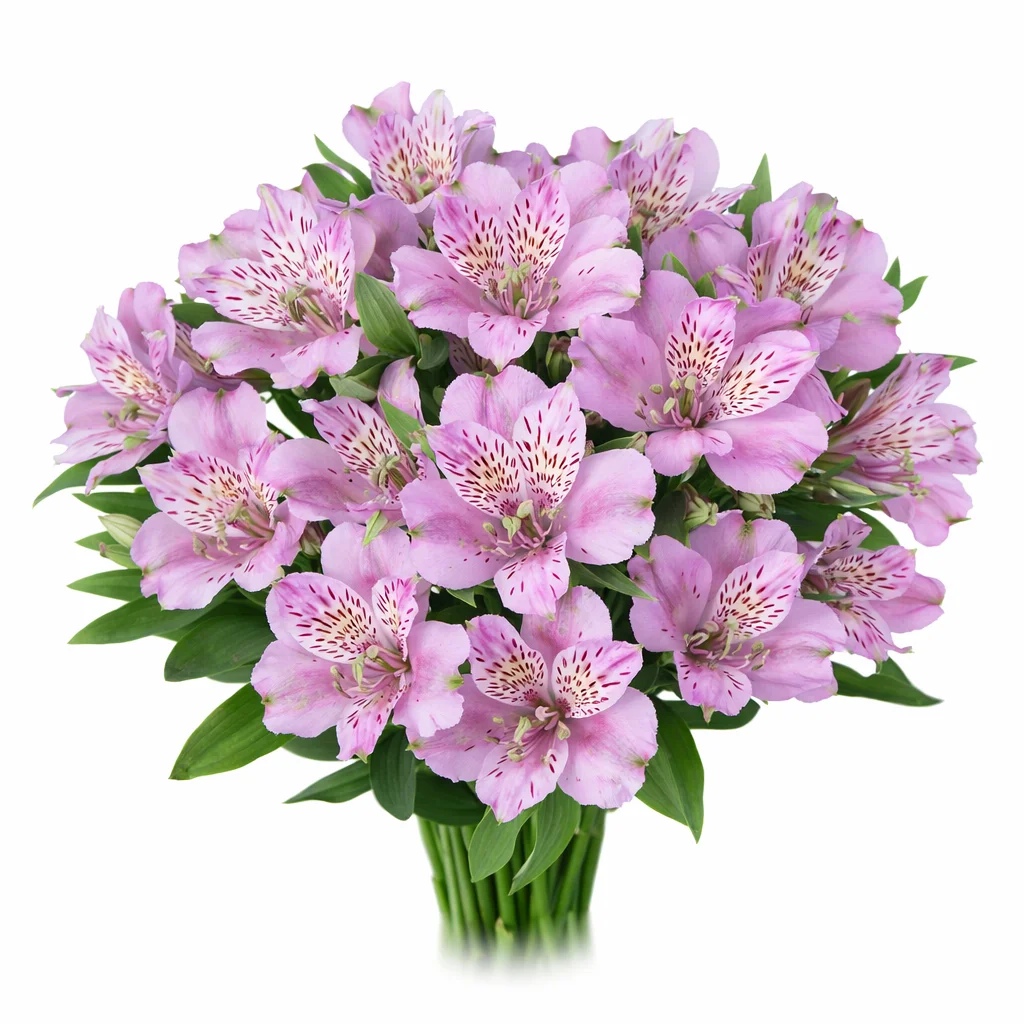 Lavender alstroemeria flower available wholesale, ideal for bulk floral orders, weddings, and professional designs.