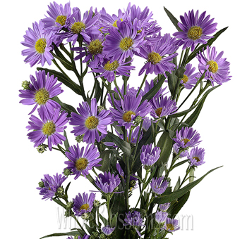 Purple Lavender Aster