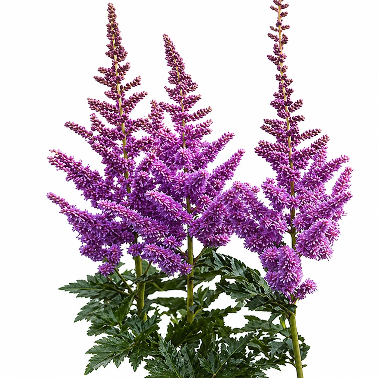 Lavender astilbe with muted plume blooms, adding a calm and balanced tone to transitional seasonal arrangements.