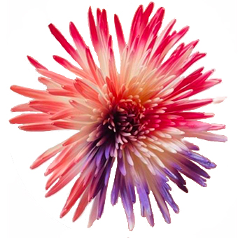 Spider Mums