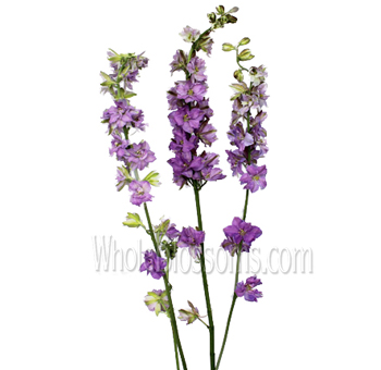 Larkspur Flower