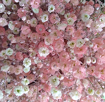 Babys Breath Light Pink Flowers