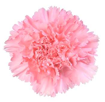 Delicate light pink carnation bloom, perfect for romantic floral arrangements and wedding décor.
