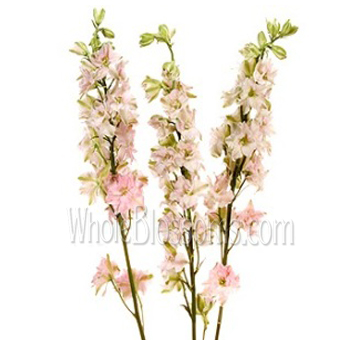 Larkspur