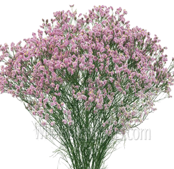 Soft light pink limonium blooms with a delicate finish, ideal for baby showers, bridal bouquets, and premium events.