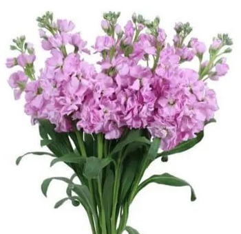 Stock Flower Arrangements