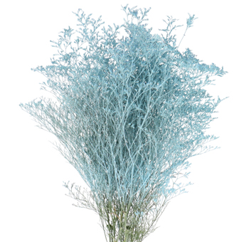 Limonium Flower