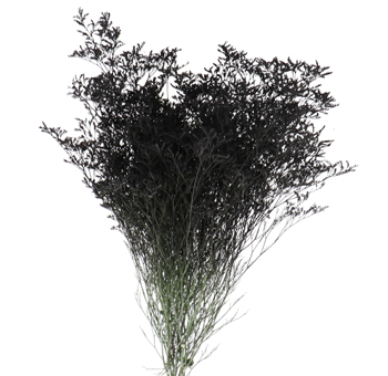 Limonium Flower