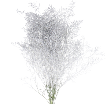 Limonium Flower